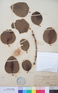 Specimen thumbnail